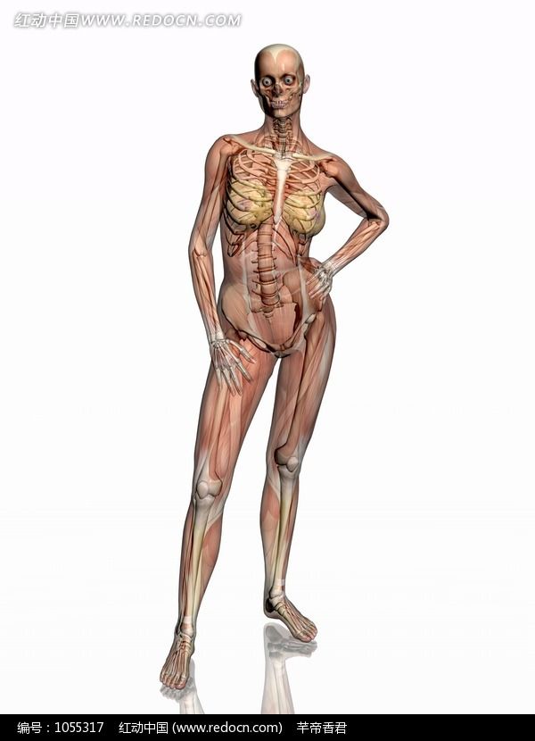 女性人体结构图片：女性人体内脏结构图片(点击浏览下一张趣图)