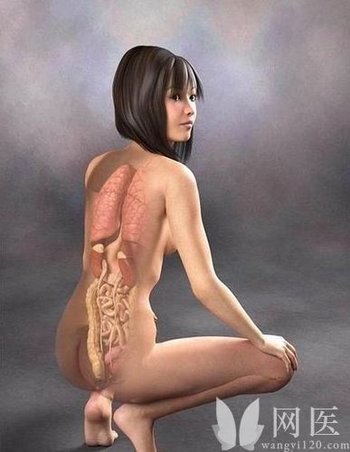 女性人体结构图片：女性人体内脏结构图片(2)(点击浏览下一张趣图)