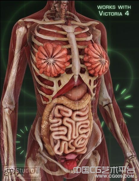女性人体结构图片：女性人体内脏结构图片(3)(点击浏览下一张趣图)