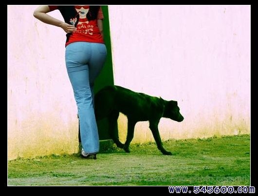 大犬狗插女人图片：狗的东西有多大图(5)(点击浏览下一张趣图)