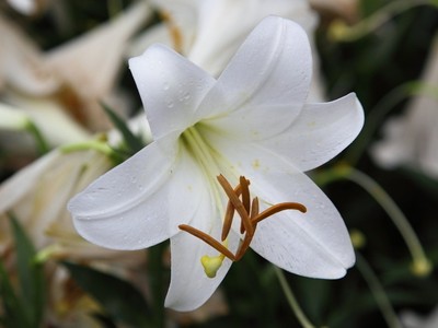 百合花放在卧室好吗(点击浏览下一张趣图)