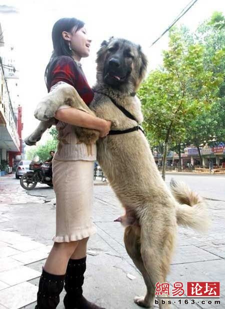 勃起的大狗生殖器图片：勃起的大狗生殖器有多大？(点击浏览下一张趣图)