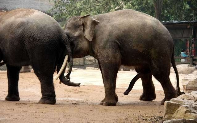 为啥泰国给大象揉篮子：大象篮子内裤(点击浏览下一张趣图)