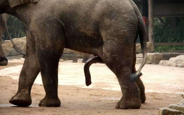 为啥泰国给大象揉篮子：大象篮子内裤(2)(点击浏览下一张趣图)