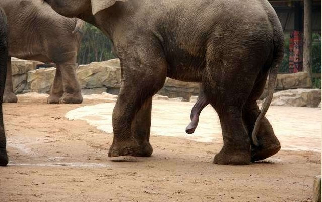 为啥泰国给大象揉篮子：大象篮子内裤(3)(点击浏览下一张趣图)