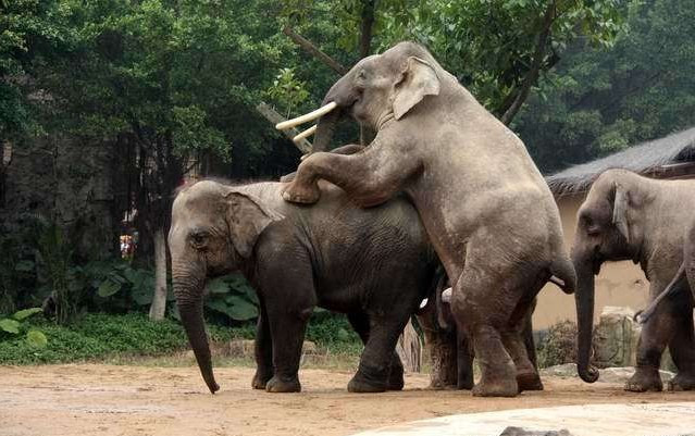 为啥泰国给大象揉篮子：大象篮子内裤(4)(点击浏览下一张趣图)