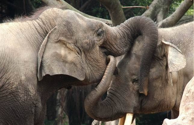 为啥泰国给大象揉篮子：大象篮子内裤(5)(点击浏览下一张趣图)