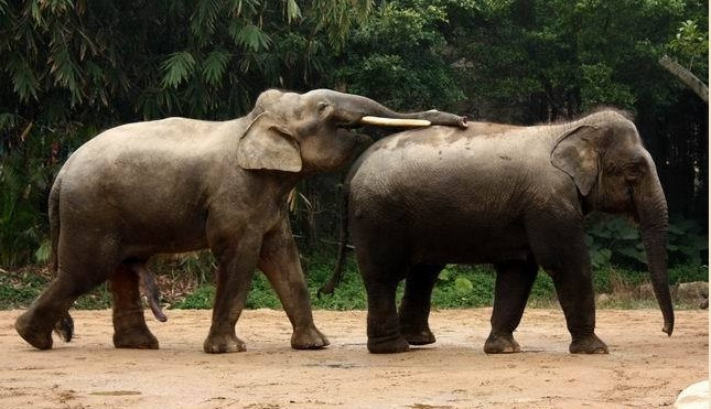 为啥泰国给大象揉篮子：大象篮子内裤(6)(点击浏览下一张趣图)