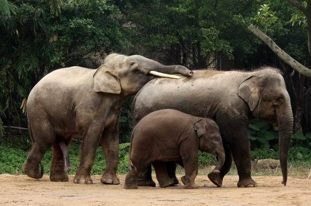 为啥泰国给大象揉篮子：大象篮子内裤(7)(点击浏览下一张趣图)