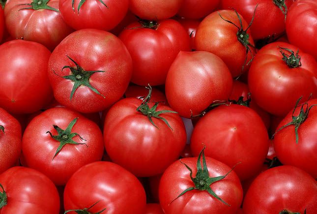 番茄也有毒?细数14种常见的有毒食物(点击浏览下一张趣图)
