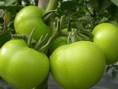 吃番茄10大禁忌：不可与黄瓜同食(5)(点击浏览下一张趣图)
