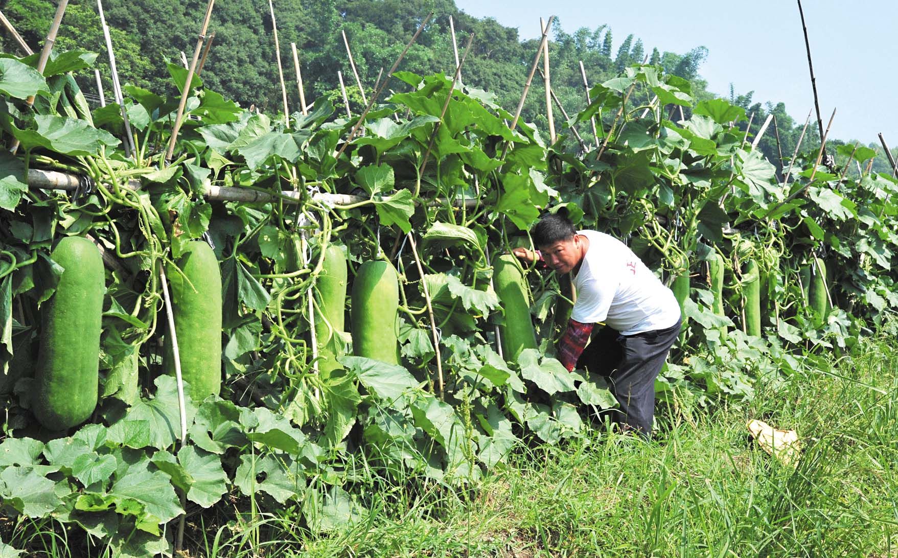 9种果蔬皮保健功效 出乎意料(点击浏览下一张趣图)