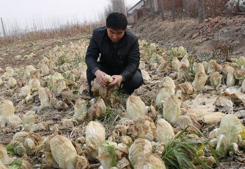 盘点能吃死人的14种常见食物(6)(点击浏览下一张趣图)