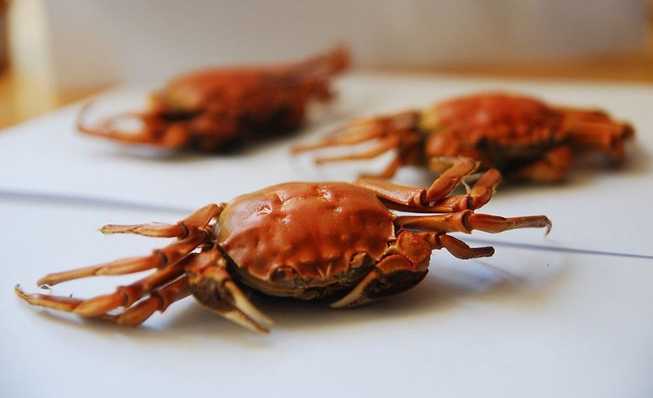 秋天吃蟹有技巧  8个禁忌需警惕(3)(点击浏览下一张趣图)