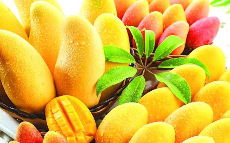 夏季吃芒果必须知道的4大禁忌(2)(点击浏览下一张趣图)