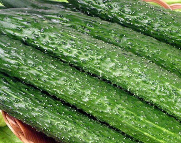 吃黄瓜8大饮食禁忌:不能和西红柿同吃(点击浏览下一张趣图)
