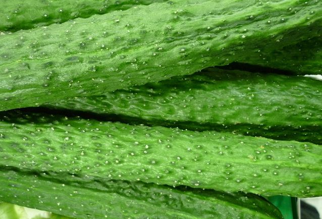 吃黄瓜8大饮食禁忌:不能和西红柿同吃(7)(点击浏览下一张趣图)