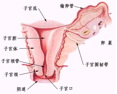 阴唇里面有白色的图片：第一次进不去,什么姿势(2)(点击浏览下一张趣图)