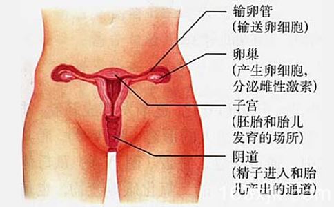 阴唇里面有白色的图片：第一次进不去,什么姿势(3)(点击浏览下一张趣图)