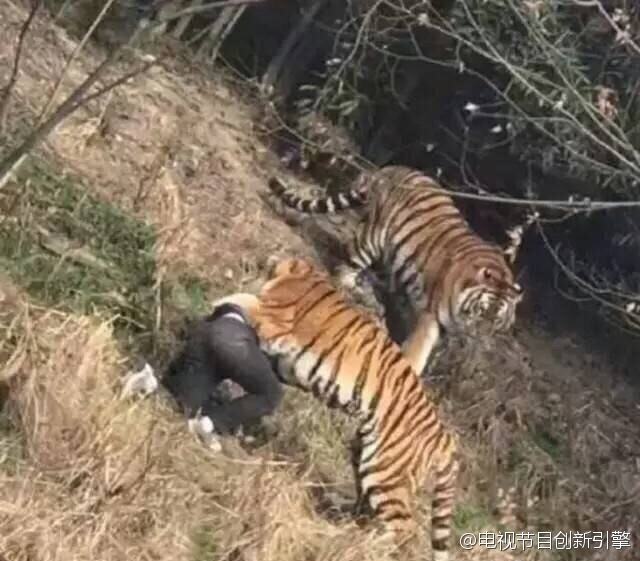老虎吃人真实视频截图：老虎咬人视频 动物园老虎吃人视频(4)(点击浏览下一张趣图)