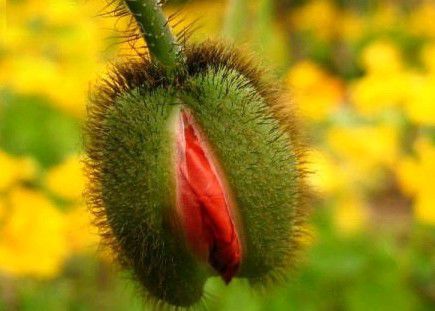 性生殖器的花朵图片：最美的女人生殖器花朵 花朵是植物的生殖器(点击浏览下一张趣图)