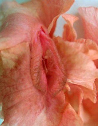 性生殖器的花朵图片：最美的女人生殖器花朵 花朵是植物的生殖器(2)(点击浏览下一张趣图)