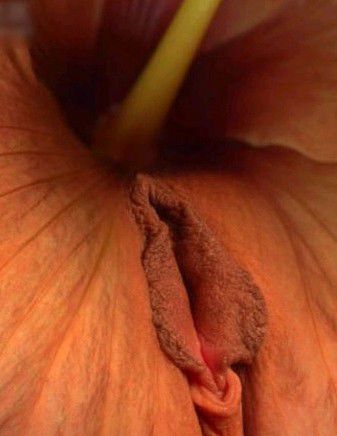 性生殖器的花朵图片：最美的女人生殖器花朵 花朵是植物的生殖器(3)(点击浏览下一张趣图)