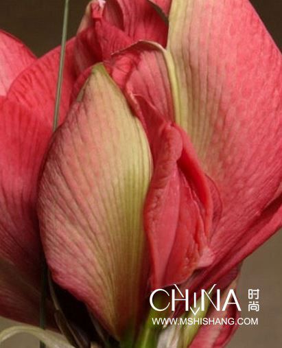 性生殖器的花朵图片：最美的女人生殖器花朵 花朵是植物的生殖器(5)(点击浏览下一张趣图)