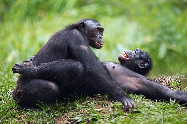 大猩猩的生殖器图片照 动物的生殖器高清图片：公黑猩猩生殖器图(2)(点击浏览下一张趣图)