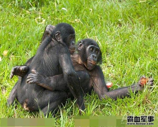 大猩猩的生殖器图片照 动物的生殖器高清图片：公黑猩猩生殖器图(3)(点击浏览下一张趣图)
