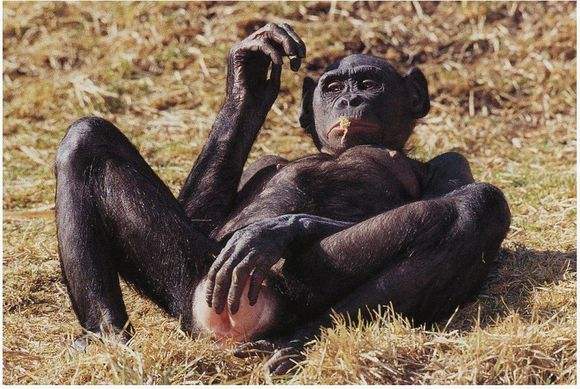 大猩猩的生殖器图片照 动物的生殖器高清图片：公黑猩猩生殖器图(4)(点击浏览下一张趣图)