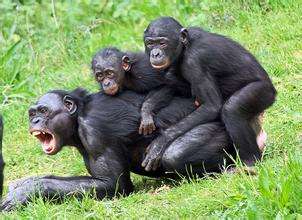 大猩猩的生殖器图片照 动物的生殖器高清图片：公黑猩猩生殖器图(5)(点击浏览下一张趣图)