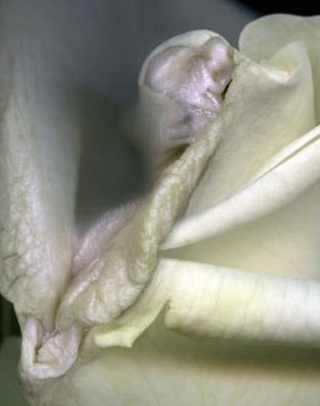 /英国女人的生殖器官：最美女殖器图片。(4)(点击浏览下一张趣图)