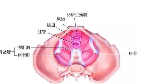 骨盆修复什么时间做？骨盆修复怎么做(2)(点击浏览下一张趣图)