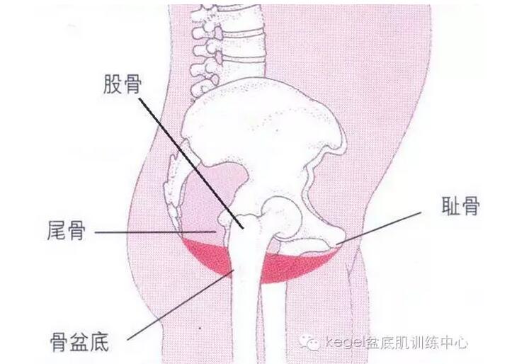 女人要了解自己的身体，你知道盆底肌的三大作用吗(2)(点击浏览下一张趣图)
