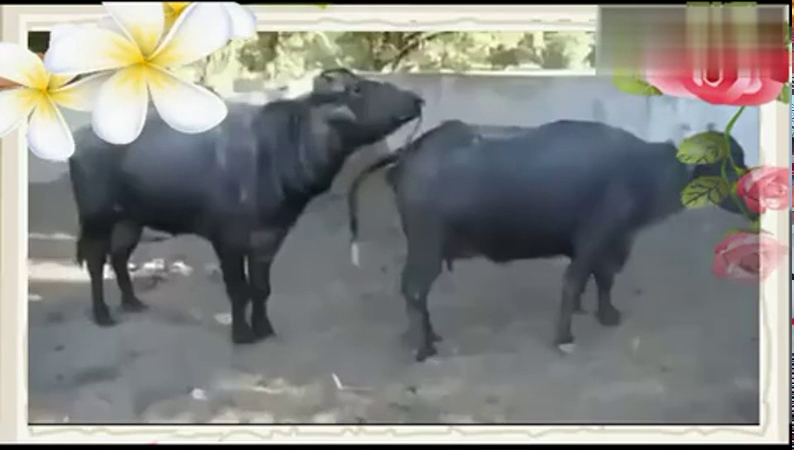 真活牛身上的牛鞭图片：牛鞭为什么会那么大(点击浏览下一张趣图)