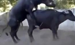 真活牛身上的牛鞭图片：牛鞭为什么会那么大(6)(点击浏览下一张趣图)