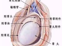 睾丸结构图 睾丸医学结构图