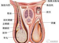 腮腺炎引起的睾丸炎