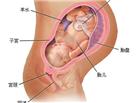 怀孕九个月胎儿图（男女B超图）