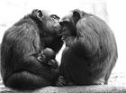人和大猩猩能生小孩吗