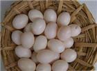 孕妇能吃鸽子蛋吗