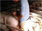 养猪厂日猪的小伙视频 小伙养猪厂日母猪 男子在养猪场养猪场日猪视频