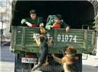 军人和军犬的感人图片