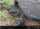 1965年黄河惊现巨型神龟