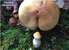 邪恶的蘑菇:邪恶景观图片