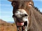 一张驴大笑的图片