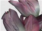 女性私处花朵分型图片：女性生殖系统解剖图