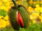 性生殖器的花朵图片：最美的女人生殖器花朵 花朵是植物的生殖器