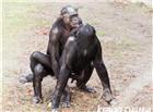 大猩猩的生殖器图片照 动物的生殖器高清图片：公黑猩猩生殖器图